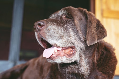 老犬がプルプル震える原因は 老化による症状 病気や痛み 見分け方と対処法 わんクォール