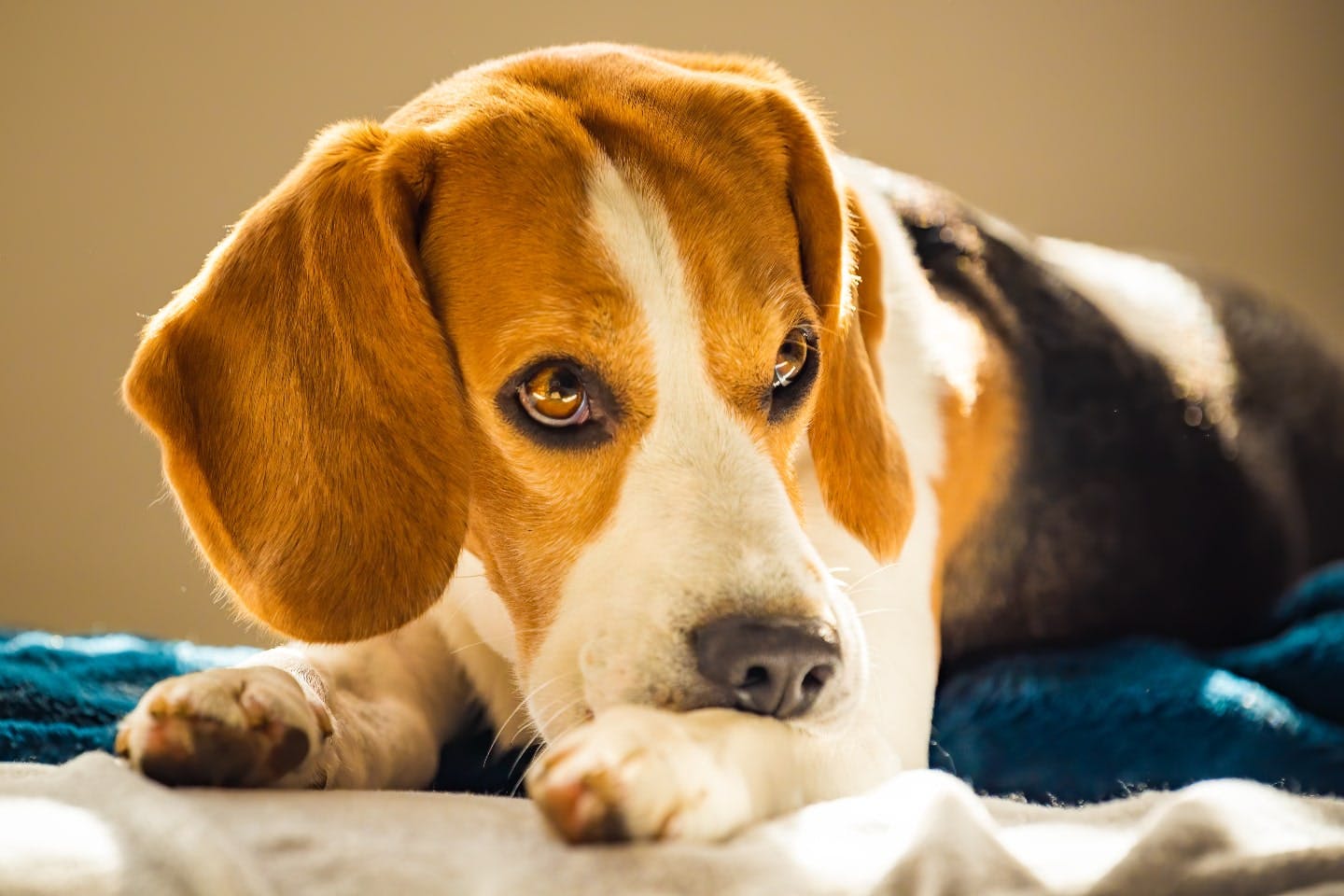 犬が自分の足を噛んでしまうのはなぜ？ 理由や病院受診の目安、対処法を解説