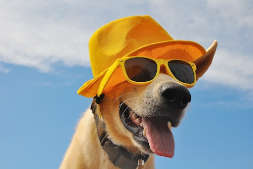 犬がはあはあしているのはなぜ その理由や動物病院を受診する目安を解説 わんクォール 犬がはあはあしているのはなぜ その理由や動物病院を受診する目安を解説 わんクォール