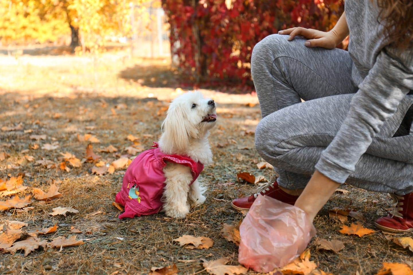 犬のフン 服についた セール