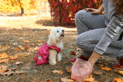 犬のうんちがゆるい 犬が下痢をする理由や家ですぐできる対処法などを解説 わんクォール 犬のうんちがゆるい 犬が下痢をする理由や家ですぐできる対処法などを解説 わんクォール