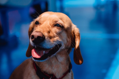 犬がはあはあしているのはなぜ その理由や動物病院を受診する目安を解説 わんクォール 犬がはあはあしているのはなぜ その理由や動物病院を受診する目安を解説 わんクォール