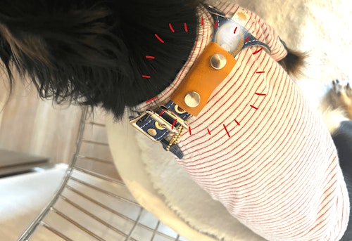ブラブラしない 紛失しにくい 簡単でおしゃれな犬用鑑札ケースの作り方 わんクォール ブラブラしない 紛失しにくい 簡単でおしゃれな犬用鑑札ケースの作り方 わんクォール