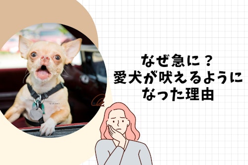 完全子犬マニュアル いつまでがパピー フードの疑問からしつけのお悩みまで 育て方のコツを徹底解説 わんクォール