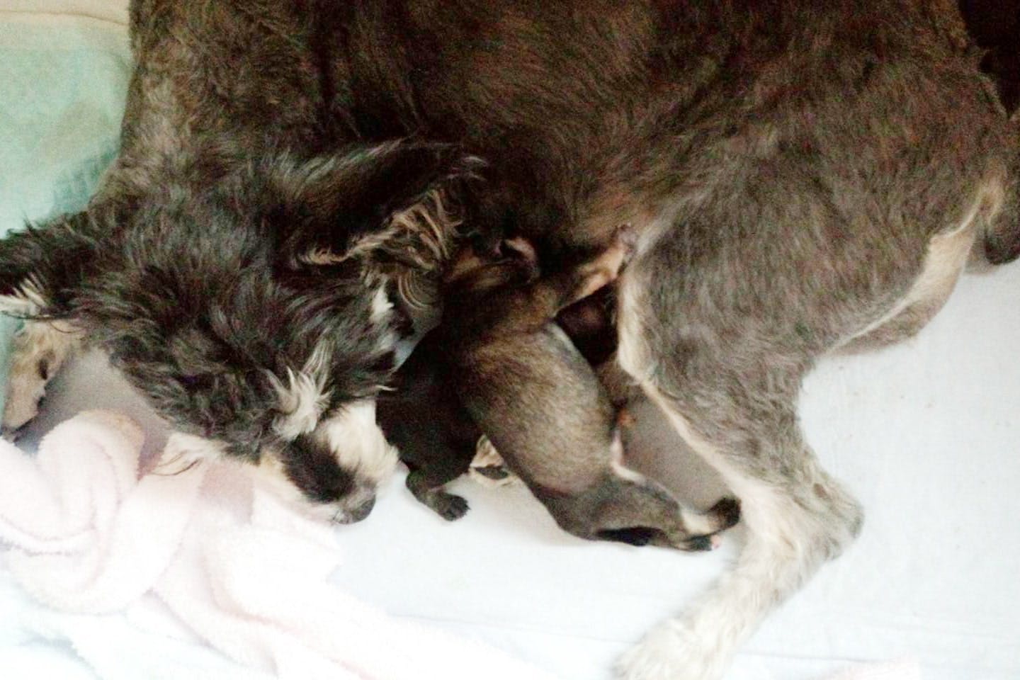 奥村さんの自宅で出産した母犬とその仔犬たち