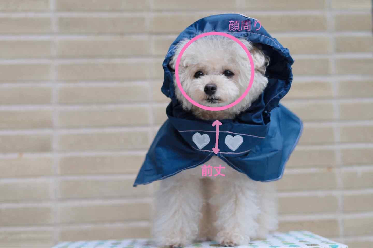 愛犬に合わせて顔まわりと前丈の長さを測る