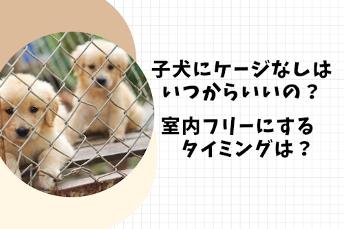 完全子犬マニュアル いつまでがパピー フードの疑問からしつけのお悩みまで 育て方のコツを徹底解説 わんクォール