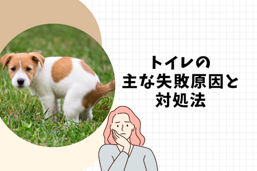 完全子犬マニュアル いつまでがパピー フードの疑問からしつけのお悩みまで 育て方のコツを徹底解説 わんクォール