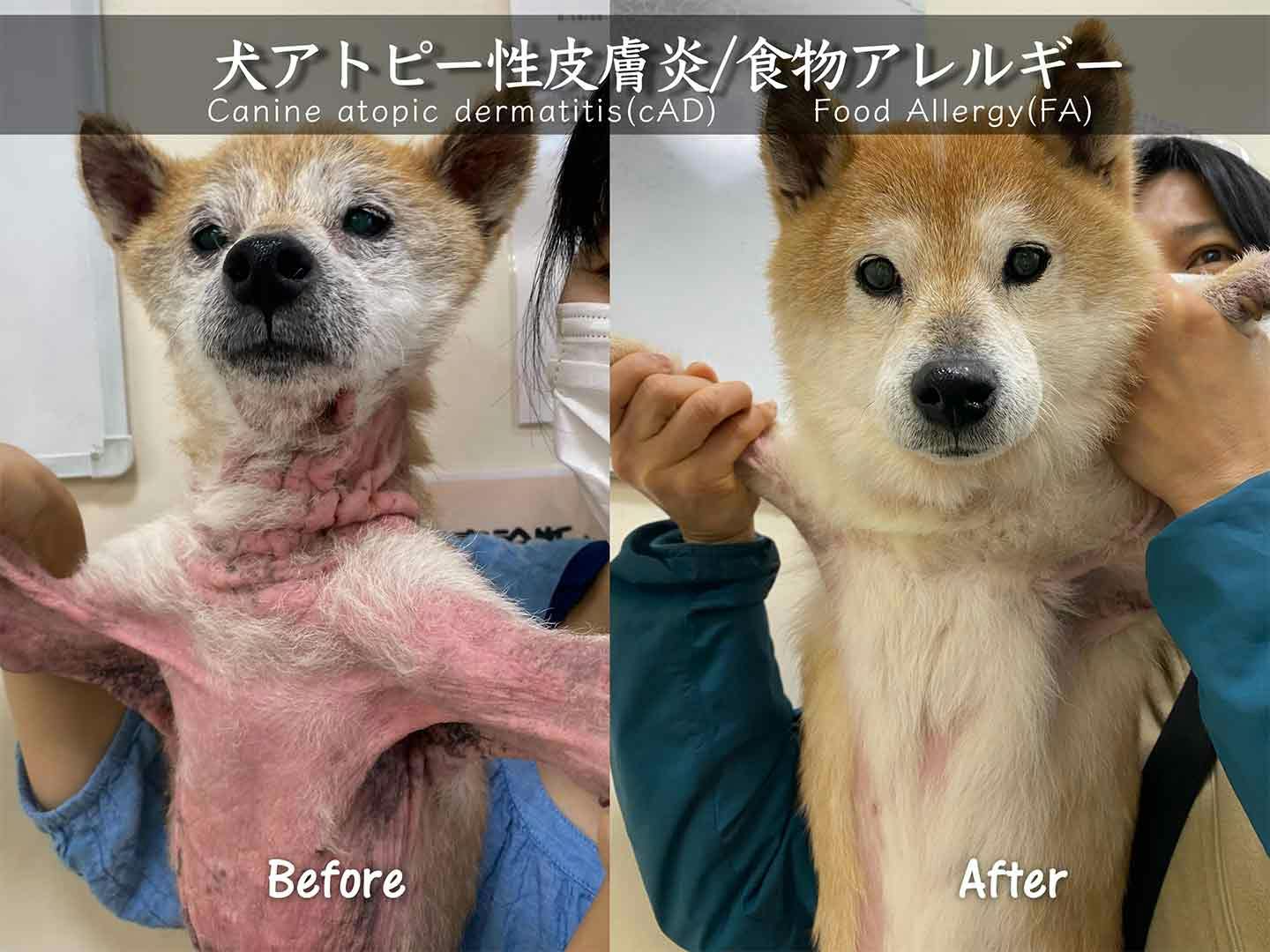 細菌療法後の犬の症例（写真提供＝川野浩志先生）