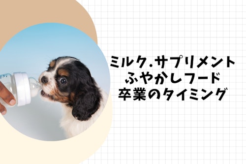 完全子犬マニュアル いつまでがパピー フードの疑問からしつけのお悩みまで 育て方のコツを徹底解説 わんクォール