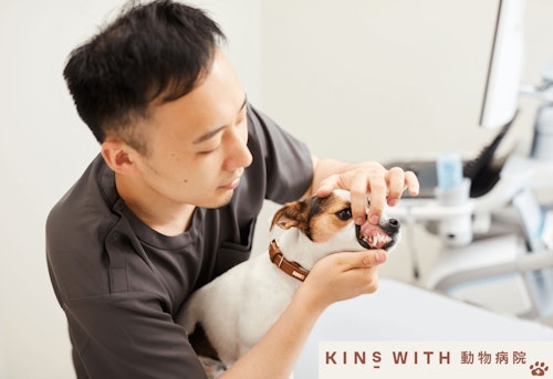 3歳以上の犬の8割が歯周病 犬の健康寿命を伸ばす 最新の歯科治療に注目 わんクォール 3歳以上の犬の8割が歯周病 犬の健康寿命を伸ばす 最新の歯科治療に注目 わんクォール