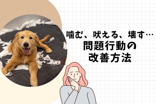 完全子犬マニュアル いつまでがパピー フードの疑問からしつけのお悩みまで 育て方のコツを徹底解説 わんクォール