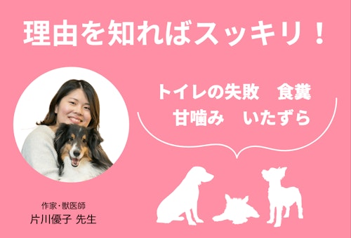 完全子犬マニュアル いつまでがパピー フードの疑問からしつけのお悩みまで 育て方のコツを徹底解説 わんクォール 完全子犬マニュアル いつまでがパピー フードの疑問からしつけのお悩みまで 育て方のコツを徹底解説 わんクォール