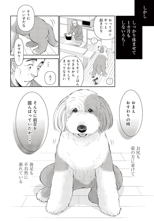 Dog Signal 34話目4 4 老犬リボンの落ち着きがない わんクォール Dog Signal 34話目4 4 老犬リボンの落ち着きがない わんクォール