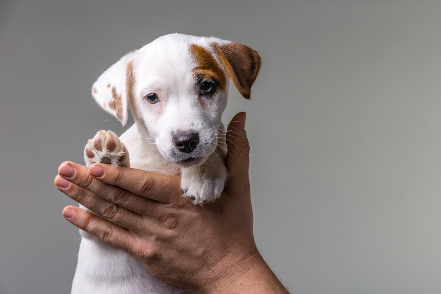 子犬の下痢