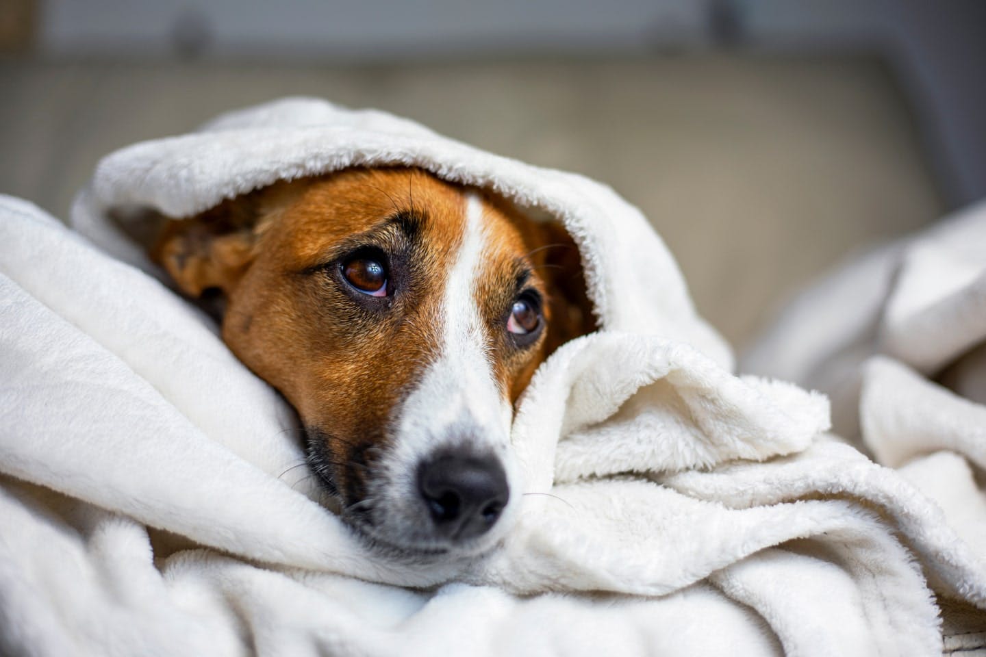 犬の下痢、誤飲・誤食や発熱などは動物病院を受診して