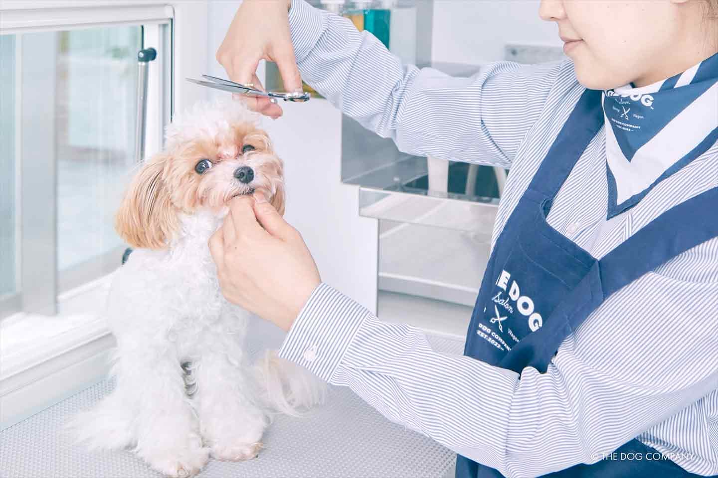 移動型トリミングサロンでのトリミングの様子(提供:THE DOG COMPANY)