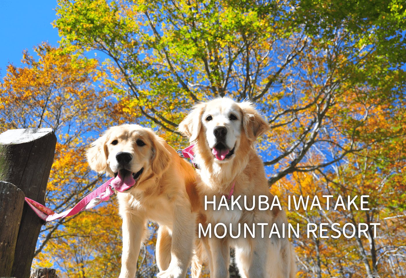 愛犬とゴンドラで山頂へ！ 絶景を堪能できる白馬岩岳マウンテンリゾートの楽しみ方