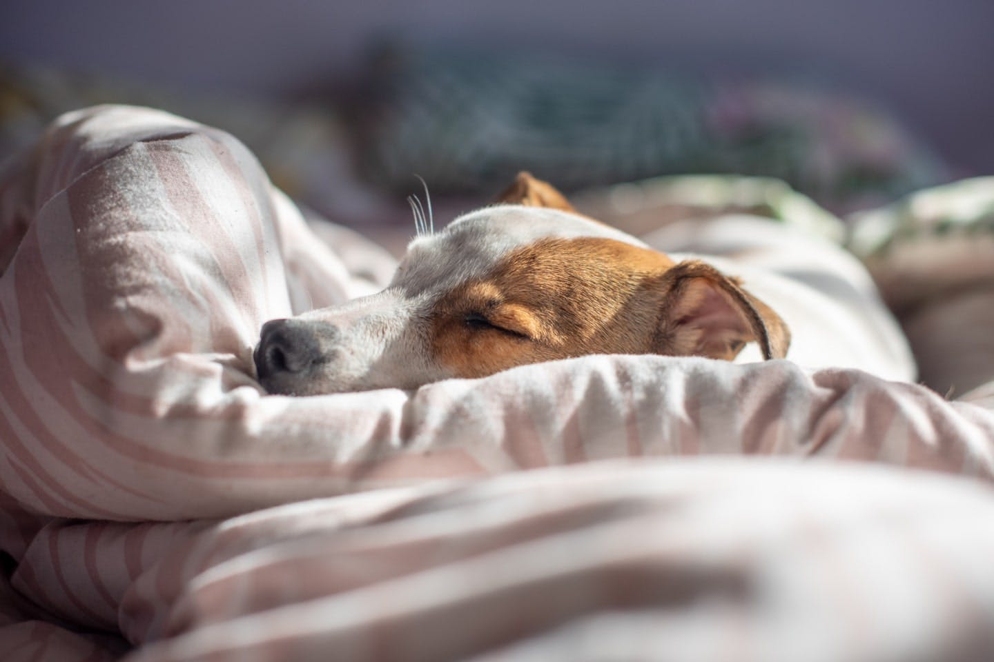 老犬の下痢