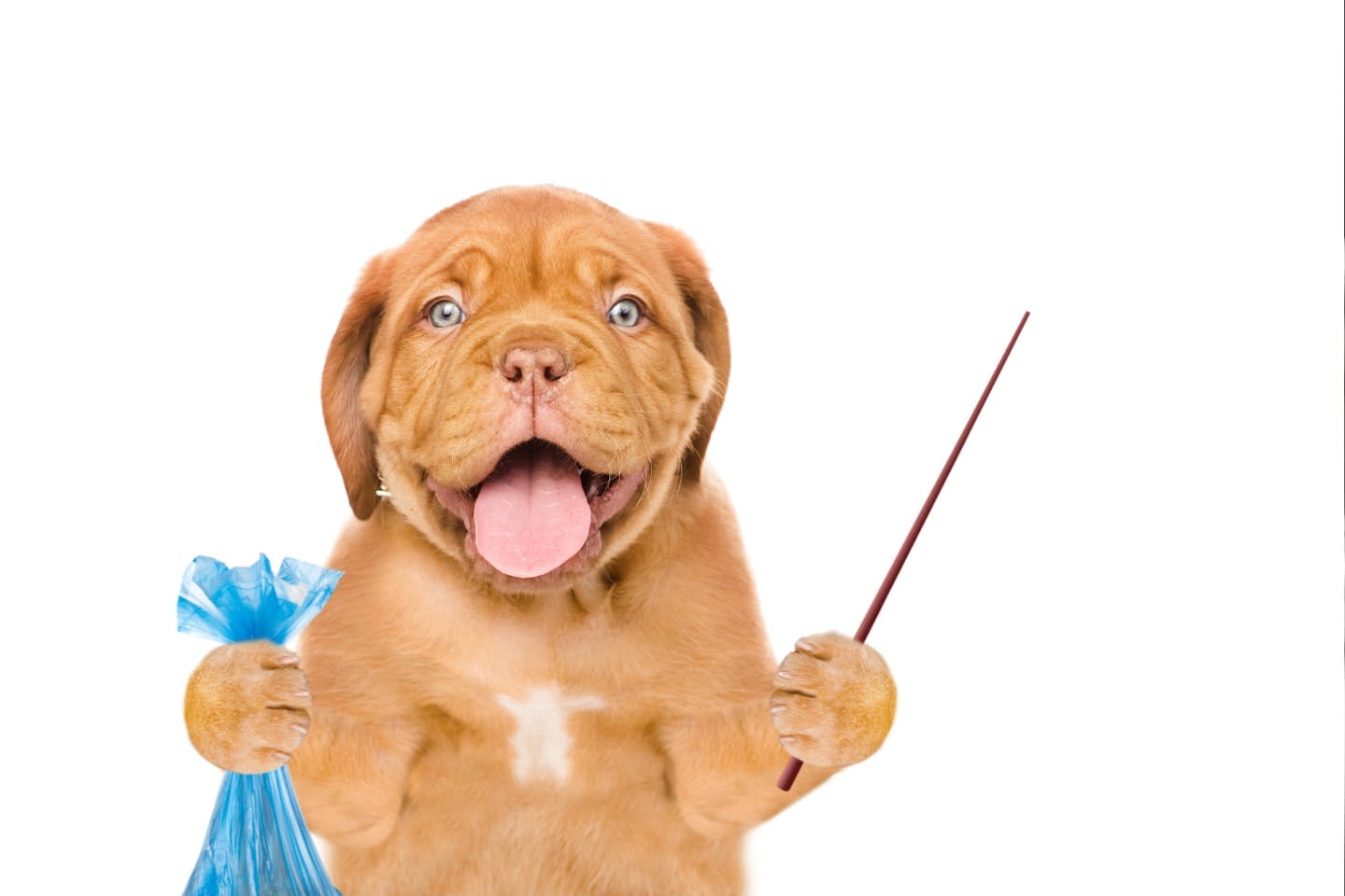 うんちがゆるい？下痢？愛犬のうんちはどんな形状？