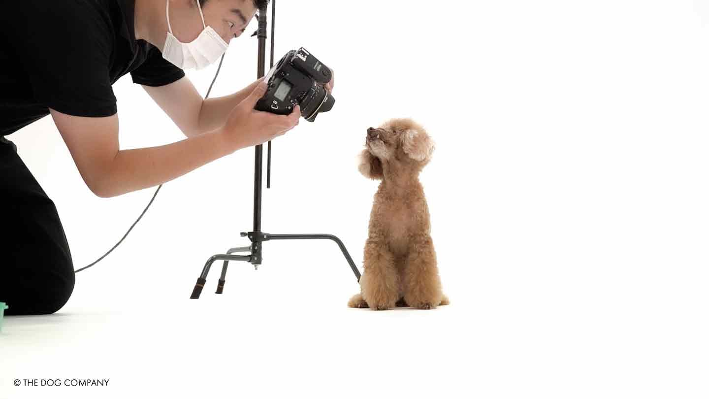 専属のカメラマンが手掛けるカレンダー撮影の様子。モデル犬は鈴見さんの愛犬・ベックくん（提供：THE DOG COMPANY）