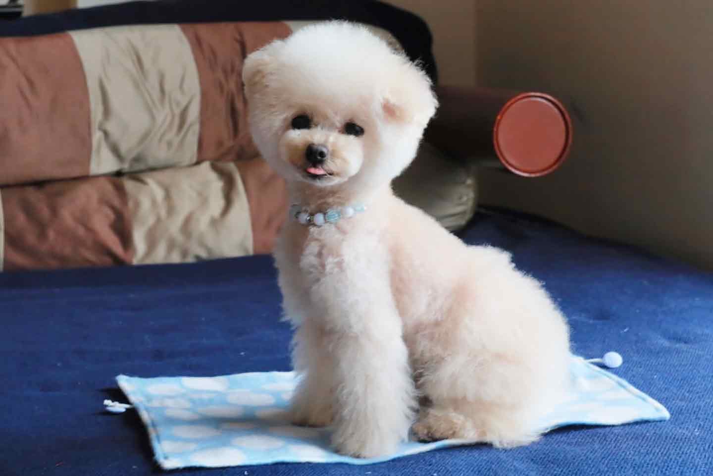 フリルつき】愛犬用2wayカフェマットの作り方。簡単なのにおしゃれで多