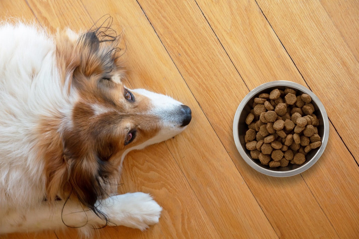 犬が元気なのにドッグフードを食べない理由と対処法をライフステージ別に解説