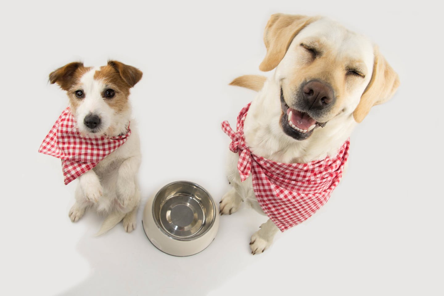 犬がドッグフードを食べない時のトッピングやアレンジ、食いつきを良くする工夫と注意点