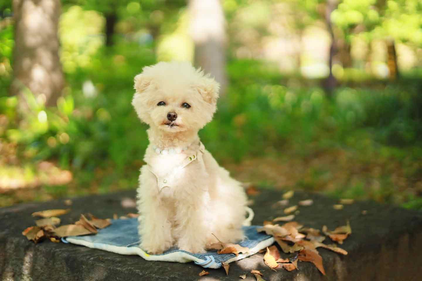 フリルつき】愛犬用2wayカフェマットの作り方。簡単なのにおしゃれで多