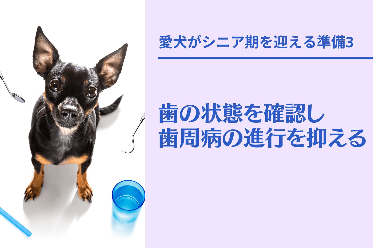 愛犬がシニア期を迎える前の準備3：口腔内ケア・歯周病の処置