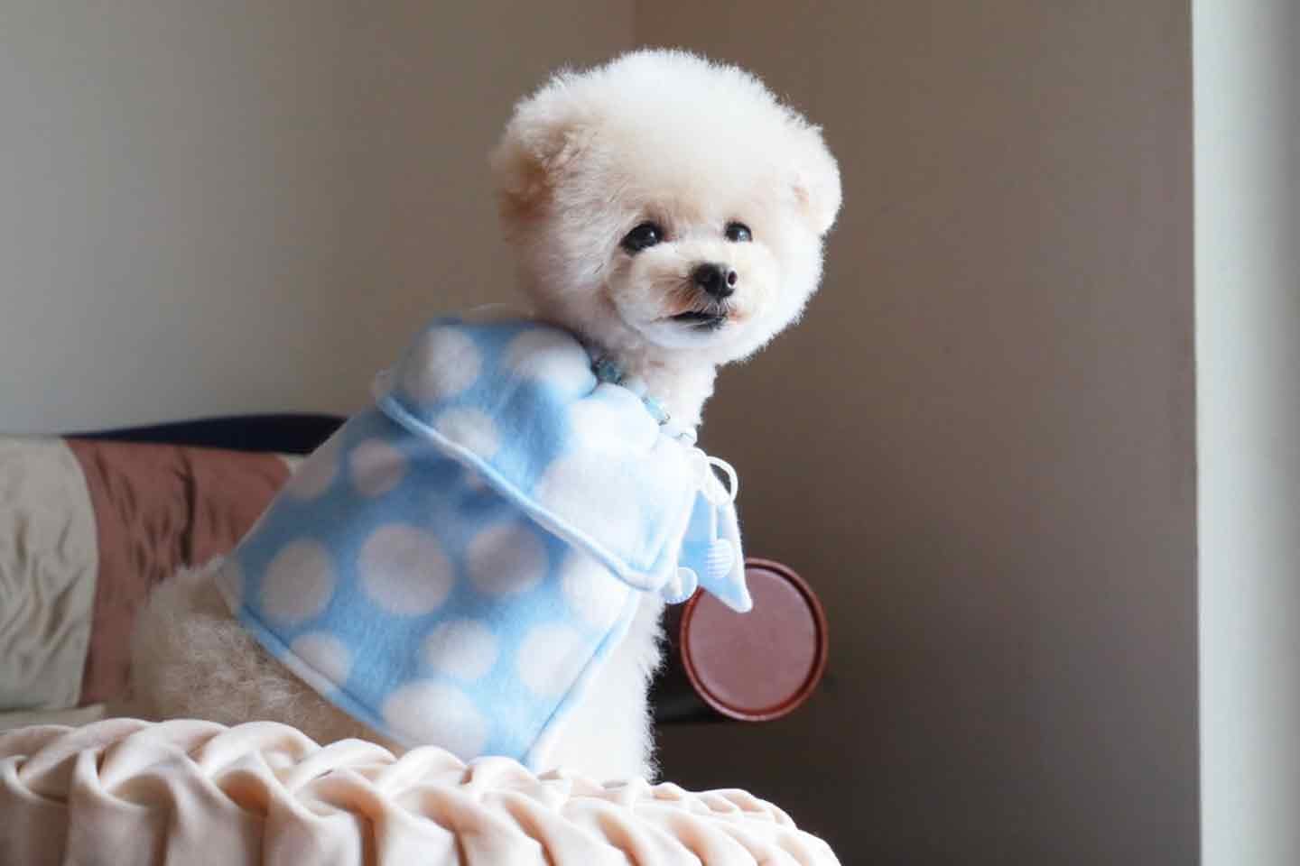 フリルつき】愛犬用2wayカフェマットの作り方。簡単なのに