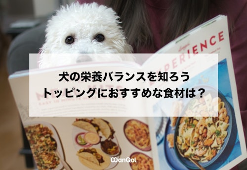 自己流トッピングは危険 手作りごはんの基本を知って 愛犬の幸せな食事を考えよう わんクォール 自己流トッピングは危険 手作りごはんの基本を知って 愛犬の幸せな食事を考えよう わんクォール
