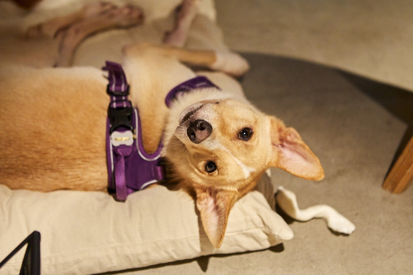 成犬でBuddiesにやってきたToby、ポーワーキング中もすっかりリラックスしたようす。