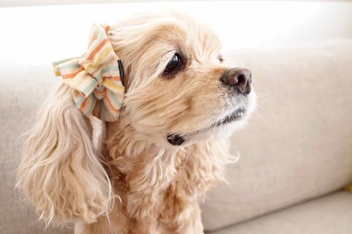 世界初 垂れ耳の犬の悩みを解消する イヤーシュシュ が大人気 発明者 小原若奈さんの愛犬への想い わんクォール 世界初 垂れ耳の犬の悩みを解消する イヤーシュシュ が大人気 発明者 小原若奈さんの愛犬への想い わんクォール