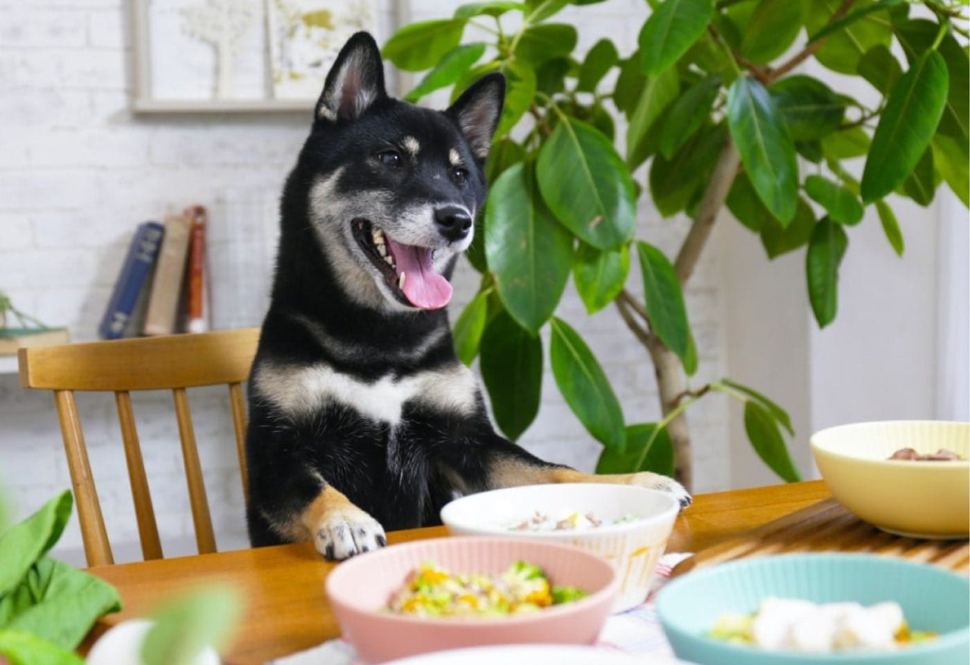 先生の愛犬「空」