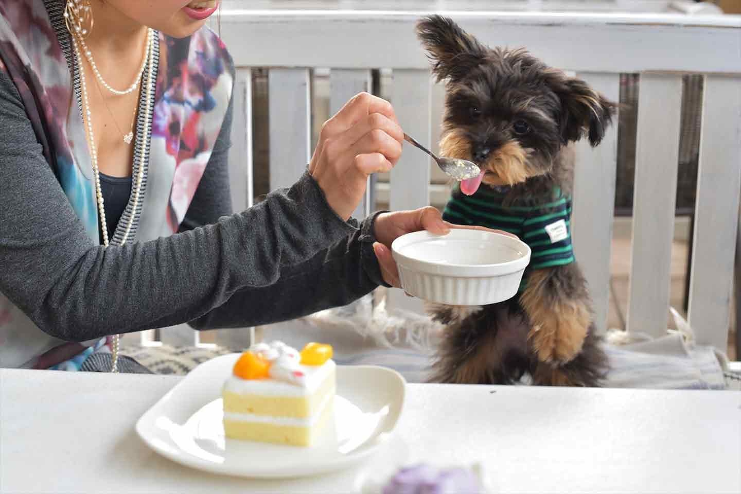 こんな商品が欲しかった」愛犬と飼い主が一緒に食べられる『コミフ』を