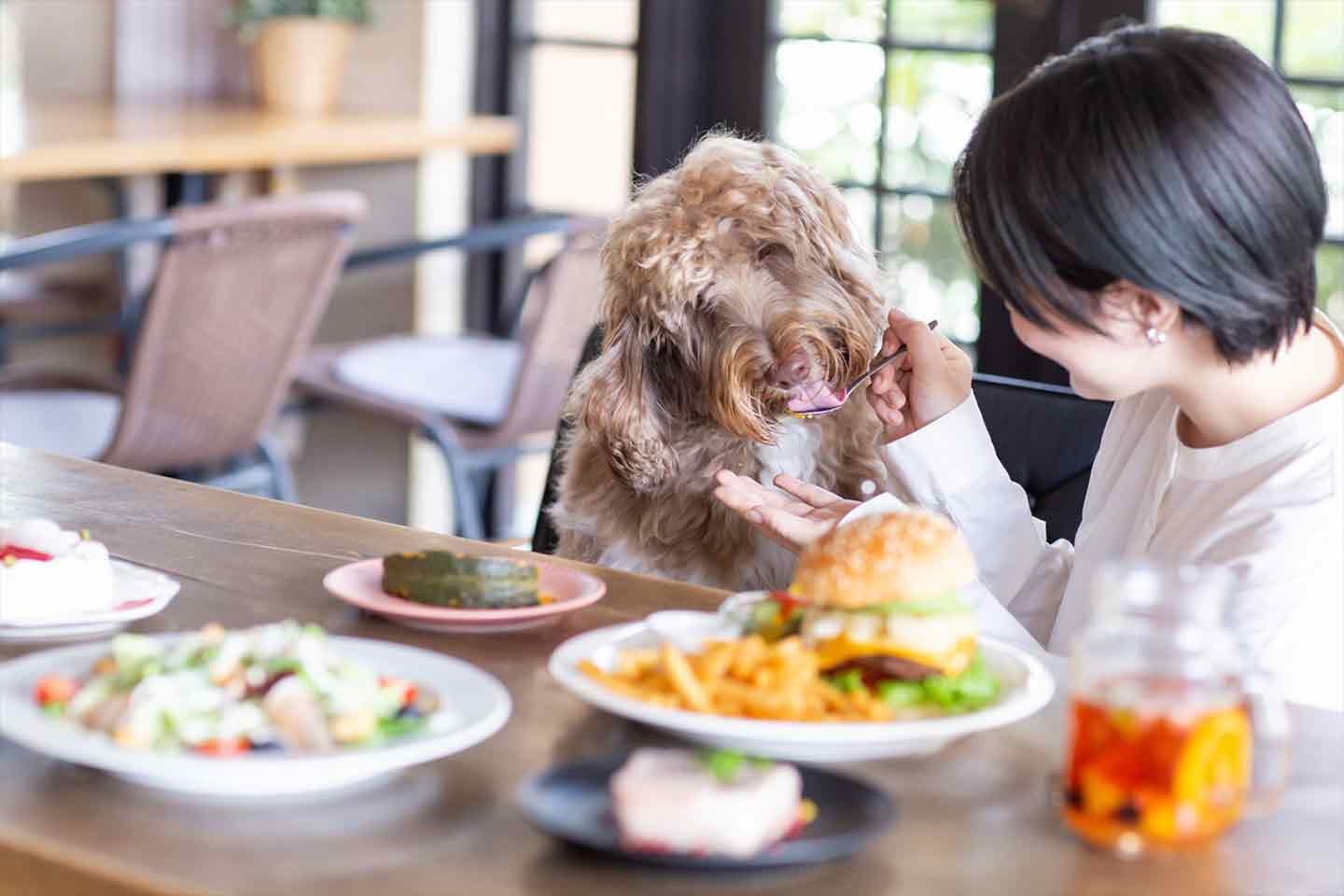 deco_interview_11-min コミフの新商品の試食やモデルも担当するDecoさんの愛犬スタナーくん