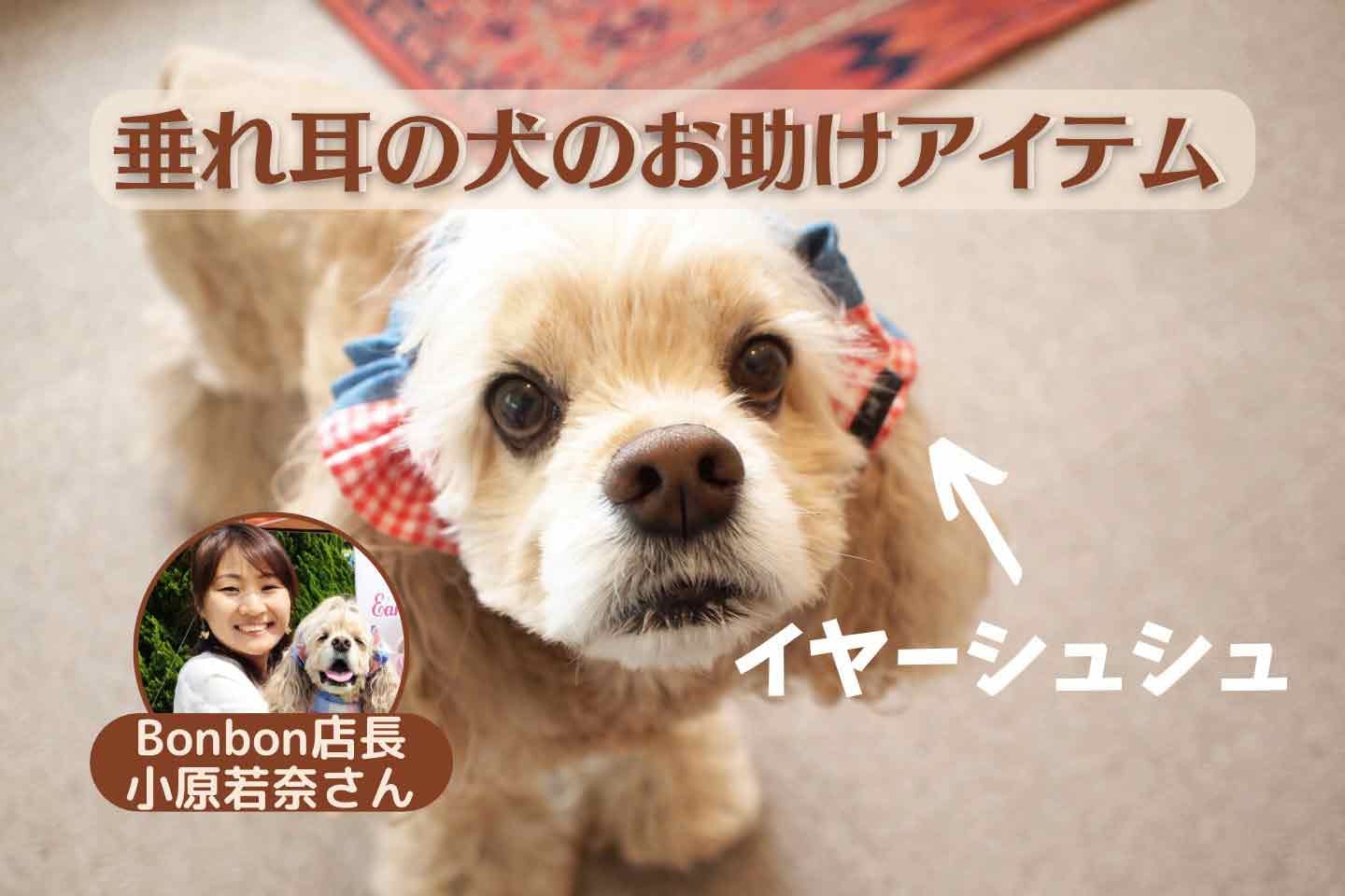 【世界初】垂れ耳の犬の悩みを解消する『イヤーシュシュ』が大人気。発明者・小原若奈さんの愛犬への想い