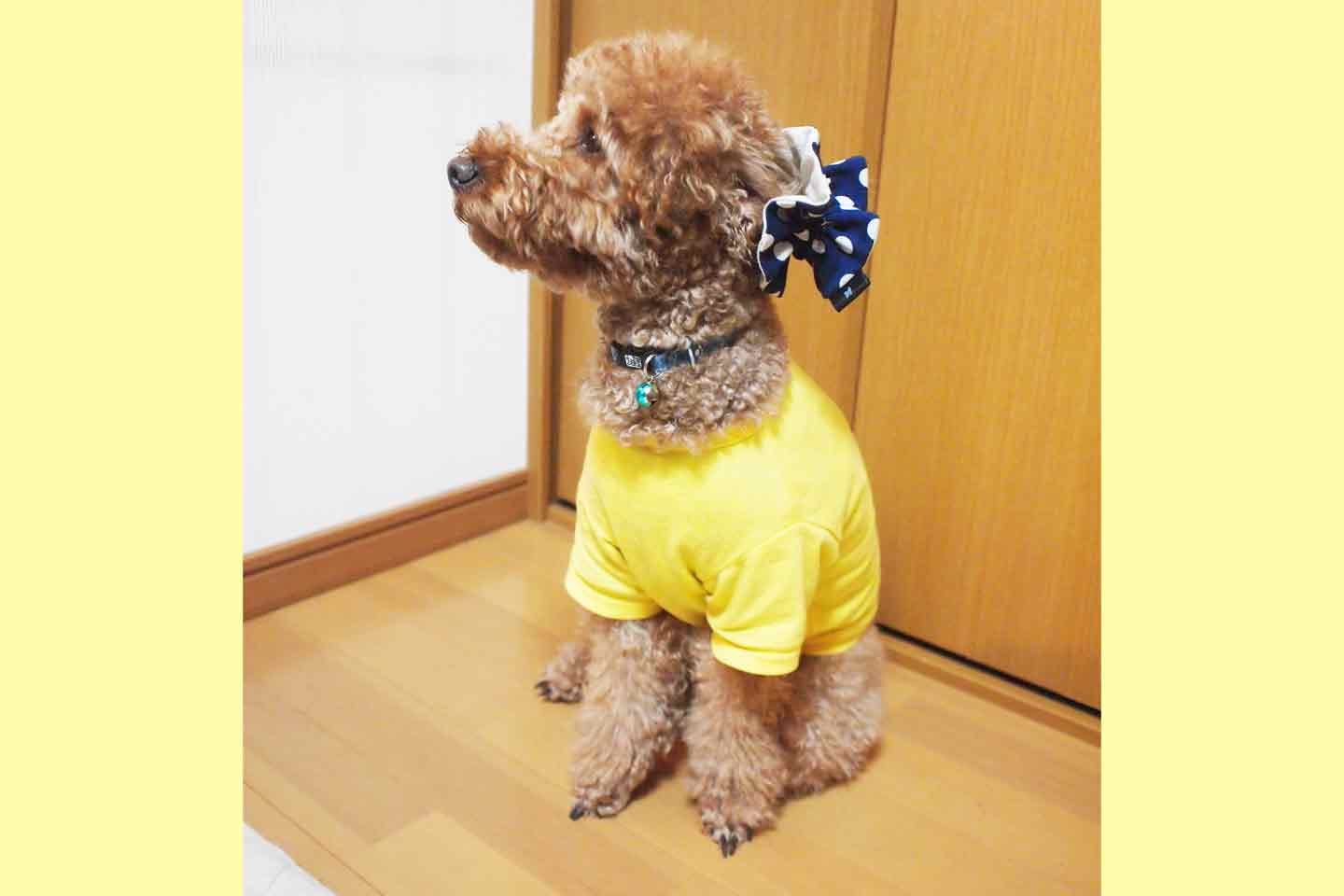 『イヤーシュシュ』を装着する実家の愛犬・マッキー顧問(トイプードル ) 『イヤーシュシュ』を装着する実家の愛犬・マッキー顧問(トイプードル )
