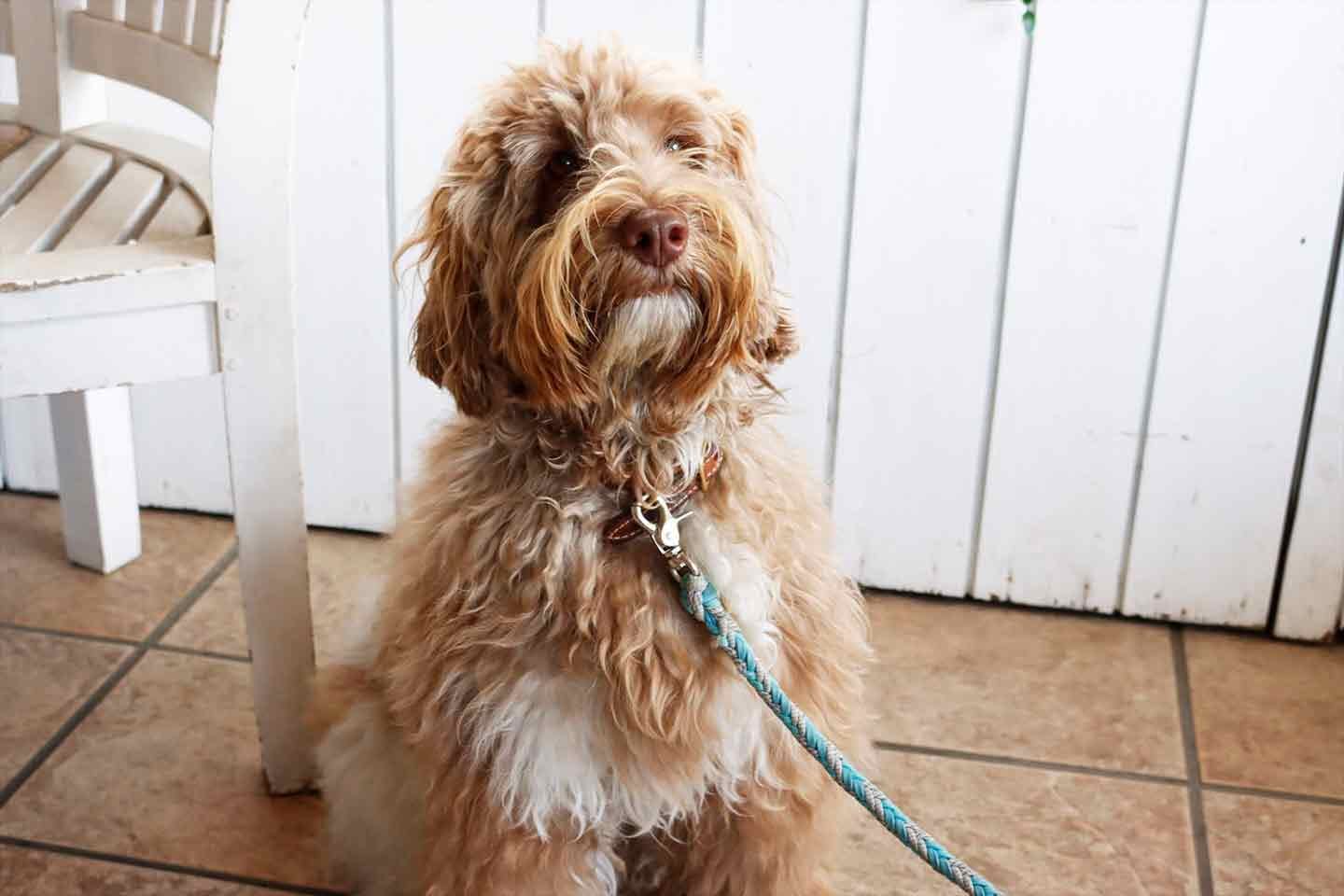 deco_interview_10-min Decoさんの愛犬・オーストラリアンラブラドゥードルのスタナーくん(2歳)