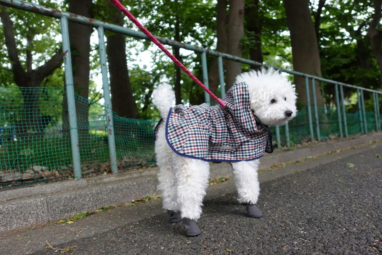 千葉みつのりさんの愛犬・ミルクちゃん（トイプードル）