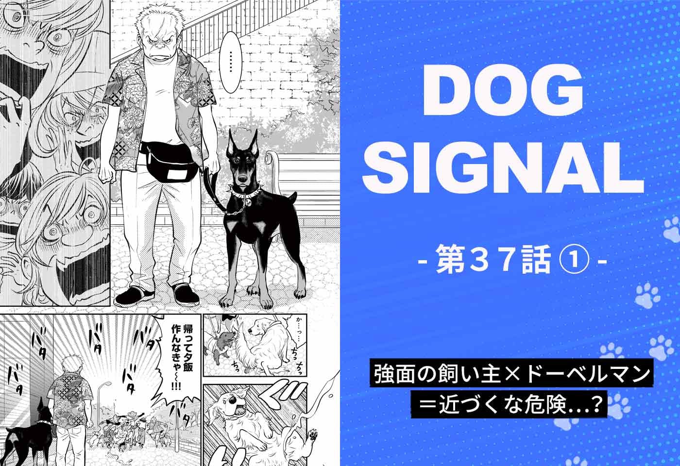 『DOG SIGNAL』37話目1/4　ドーベルマンは強い犬？