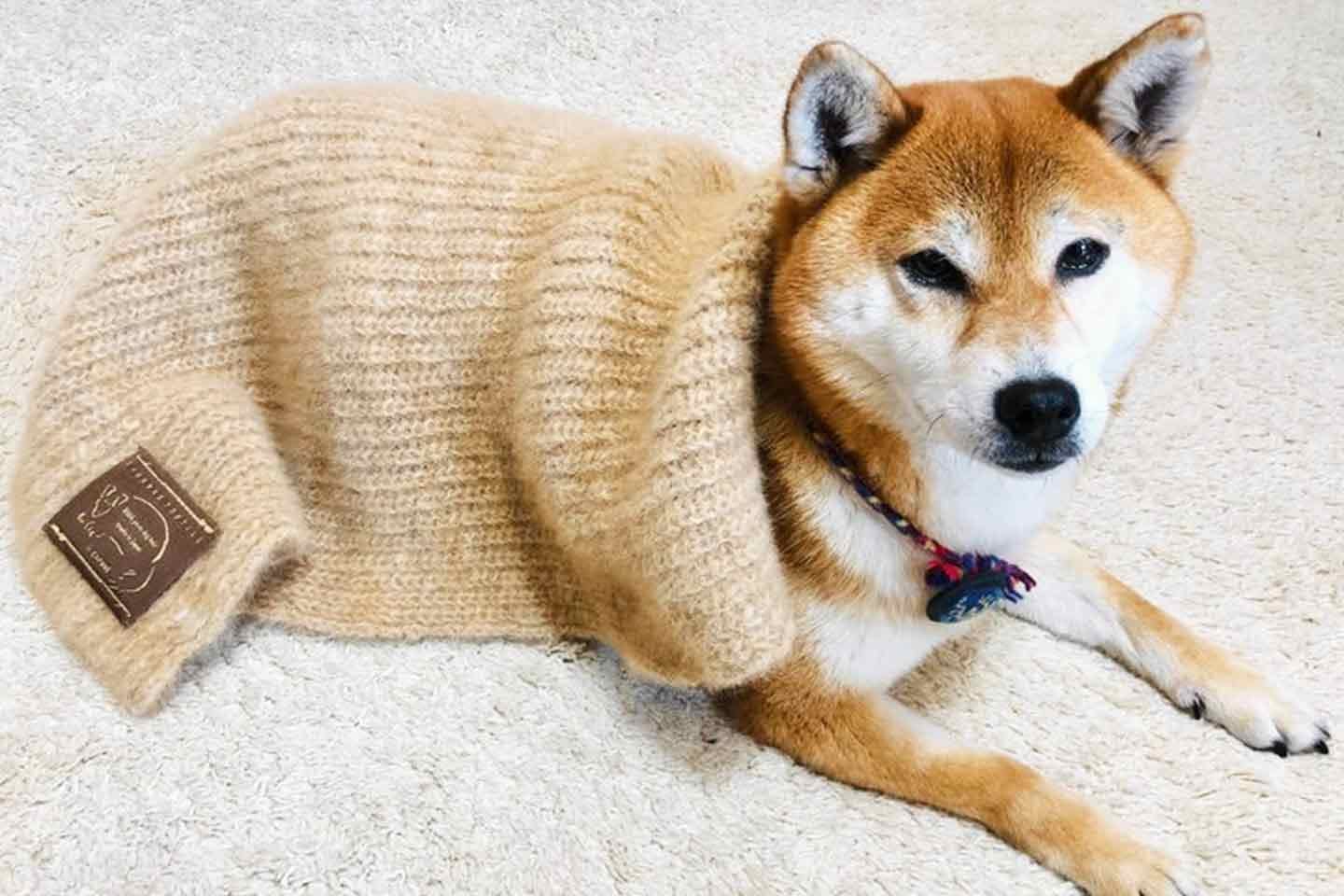 犬の毛100%のマフラー。愛犬のリアルなぬくもりを紡ぐ『いぬのけ