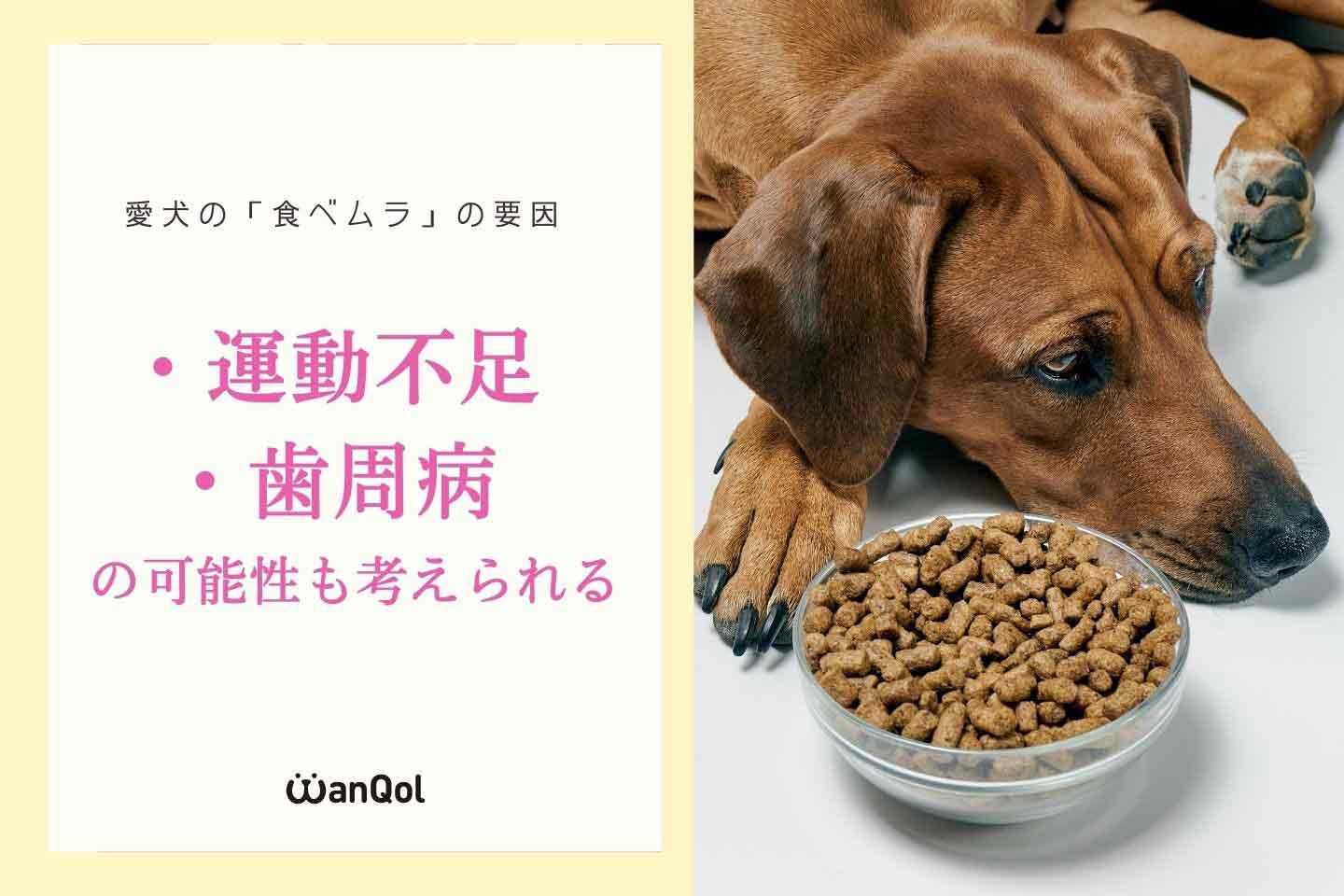 愛犬の食べムラの要因　運動不足　歯周病