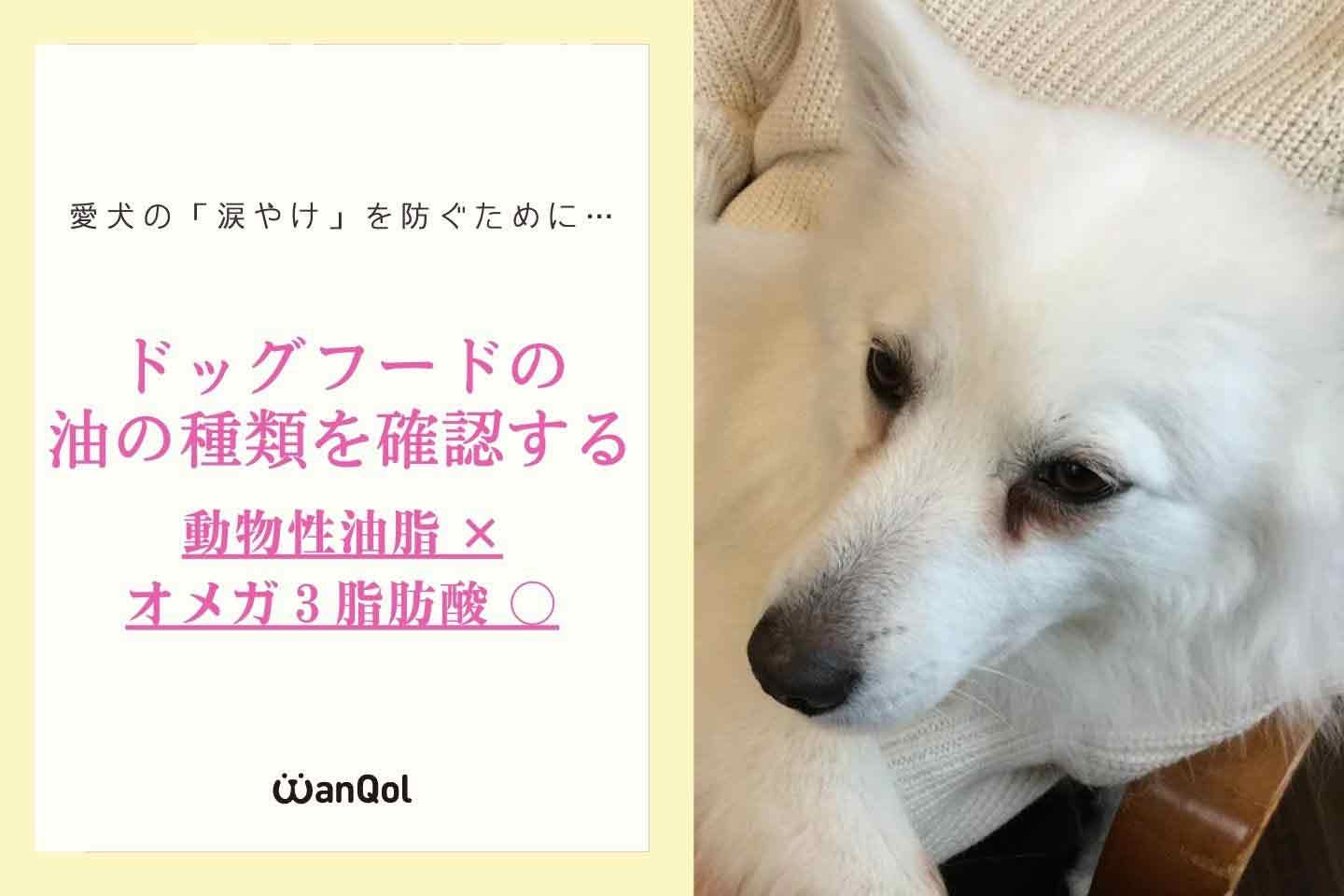 犬の涙やけ対策　ドッグフードの油を確認する