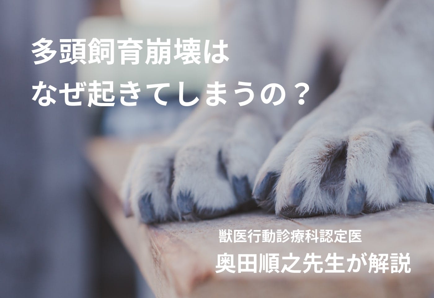 増加する多頭飼育崩壊とその背景にある飼い主の生活困窮【犬猫の社会問題】