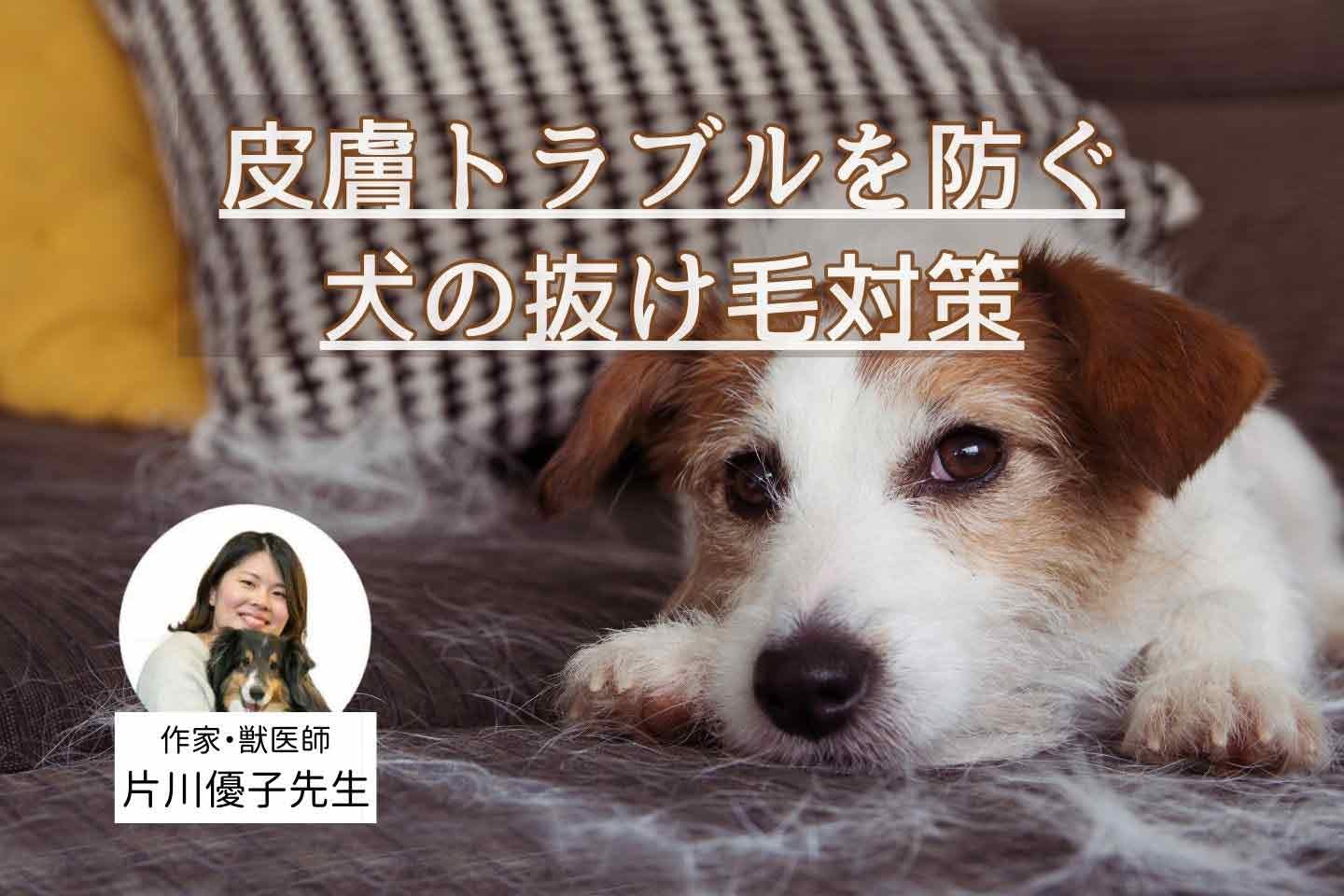 犬の換毛期はいつ？ なぜ抜ける？ 獣医師おすすめのブラッシング用ブラシ、お手入れ方法と注意点