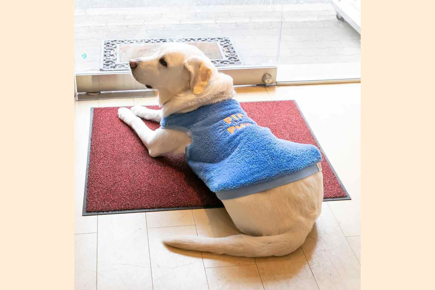 尻尾でアピールする盲導犬・ヴィヴィッド 尻尾でアピールする盲導犬・ヴィヴィッド