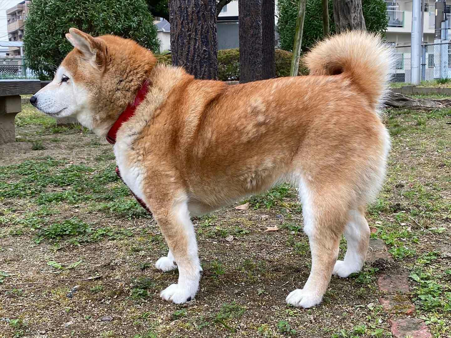 換毛期中の柴犬