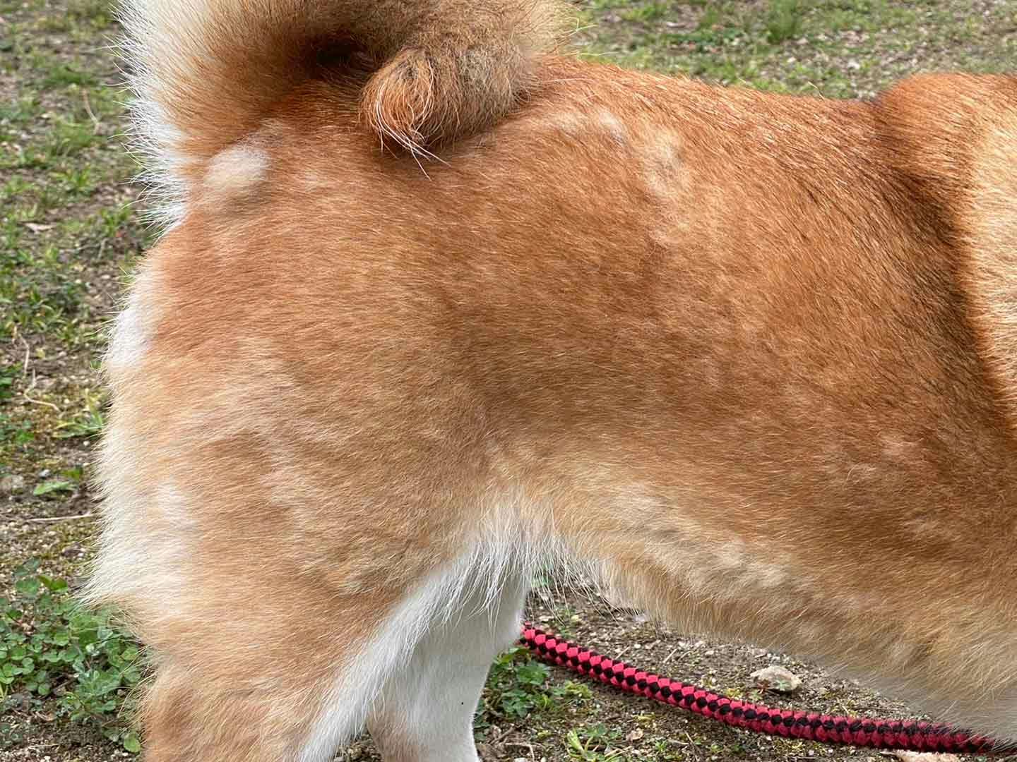 換毛期中の柴犬